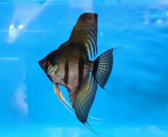 Billede af Sorte kejserfisk (Angel fish black)