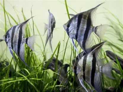 Billede af Sort og hvid kejserfisk - Angel fish black and white (Pterophyllum scalare)