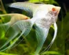 Billede af Albino kejserfisk med røde øjne - Angel red eye albino (Pterophyllum scalare)