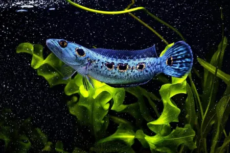 Billede til varegruppe Slangehoved fisk