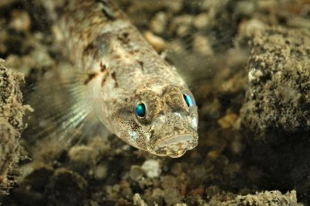 Billede til varegruppe Goby