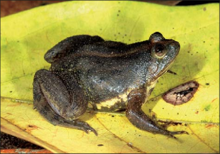 Billede til varegruppe Amfibier