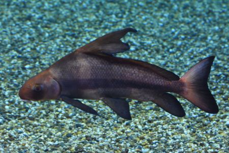 Billede til varegruppe Hajer