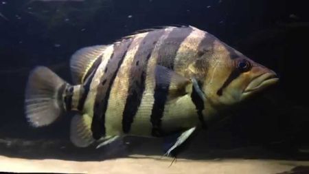 Billede til varegruppe Bladfisk (Nandas)