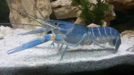 Billede til varegruppe Hvirvelløse dyr (invertebrata)