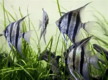 Billede af Sort og hvid kejserfisk - Angel fish black and white (Pterophyllum scalare) 2.0 cm