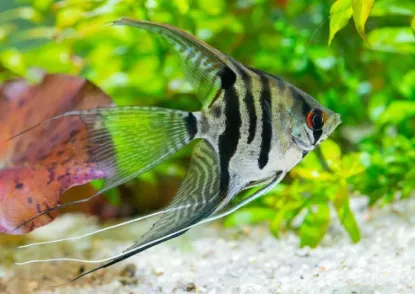 Billede af Pterophyllum scalare - Veiltail black and white angel