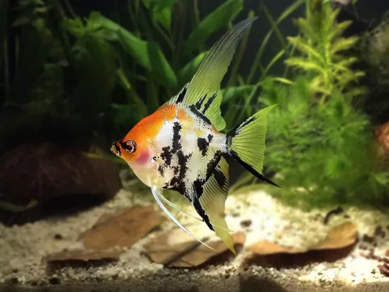 Billede af Pterophyllum scalare - Veiltail tricolor angel