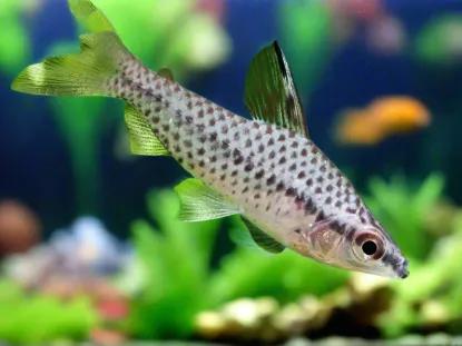 Billede af Headstander (Chilodus gracillis)